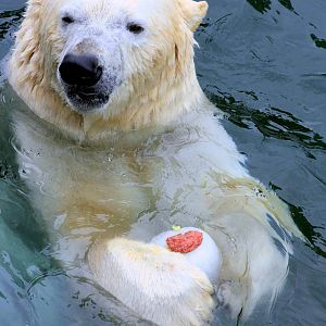 Polar bear; Hannover; 25th June 2013