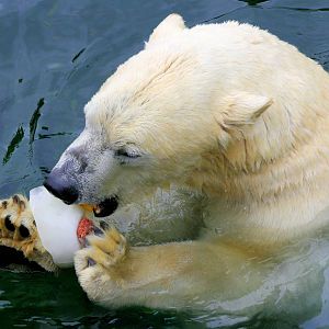 Polar bear; Hannover; 25th June 2013