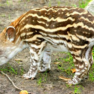 Young Brazilian tapir; Hagenbeck; 26th June 2013