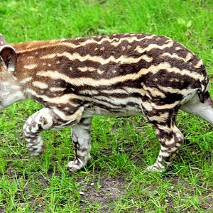 Young Brazilian tapir; Hagenbeck; 27th June 2013
