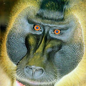 Drill; Hannover; 25th June 2013