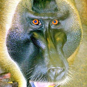 Drill; Hannover; 25th June 2013