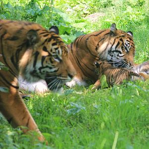 Fabi, Kirana and cubs