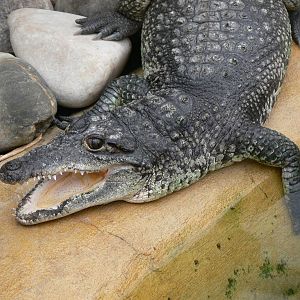 Morelet's Crocodile at Tropical World, 30/06/13