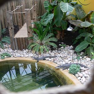 Crocodile exhibit at Tropical World, 30/06/13