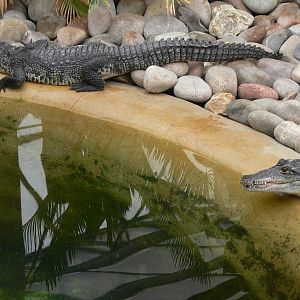 Morelet's Crocodile at Tropical World, 30/06/13