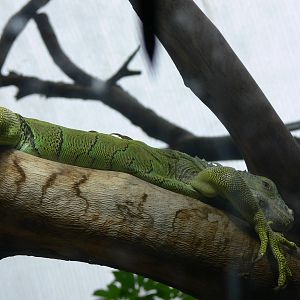Green Iguana at Tropical World, 30/06/13