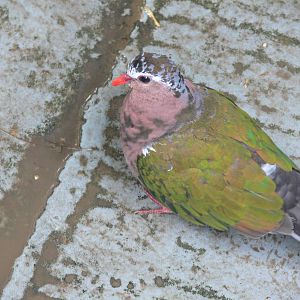 Green Winged Dove at Tropical World, 30/06/13