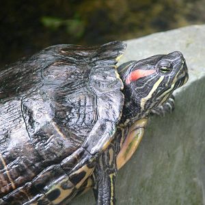 Red Eared Slider at Tropical World, 30/06/13