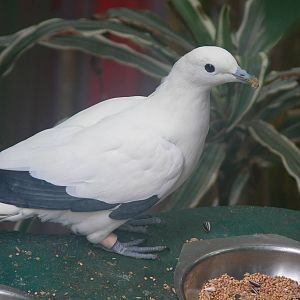 Pied Imperial Pigeon at Tropical World, 30/06/13