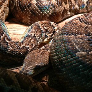 Cuban Tree Boa at Tropical World, 30/06/13