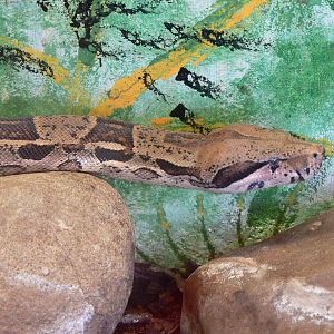 Red Tailed Boa at Tropical World, 30/06/13