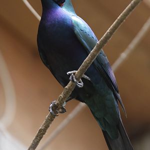 Splendid Glossy Starling (Lamprotornis splendidus)