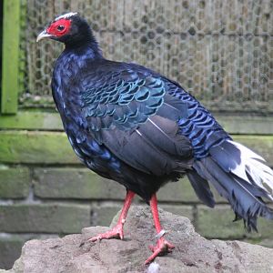 Vietnamese Pheasant (Lophura hatinhensis) male