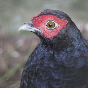 Salvadori's Pheasant (Lophura inornata inornata) male