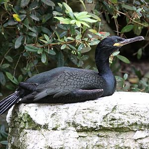 European Shag (Phalacrocorax aristotelis) June 2010