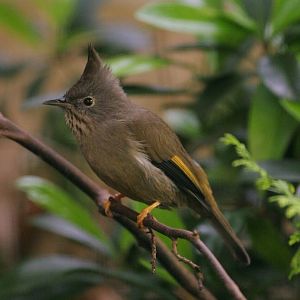 Stripe-throated Yuhina (Yuhina gularis) April 2009