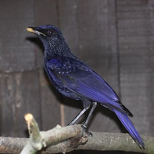 Blue Whistling-thrush (Myophonus caeruleus) June 2010
