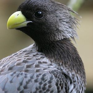 Western grey plantain-eater (Crinifer piscator) April 2009