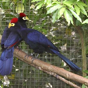 Lady Ross' plantain-eater (Mussophaga rossae) June 2010