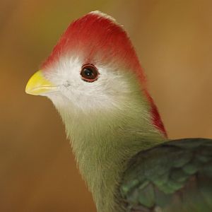 Red-crested turaco