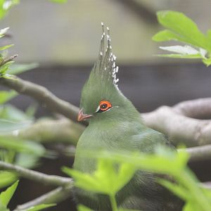 Schalow's turaco (Tauraco schalowi)
