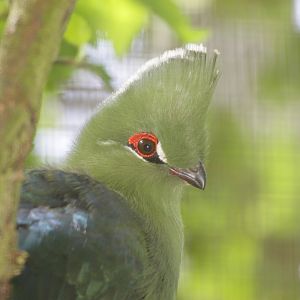 Emin's turaco (Tauraco schuettii emini)