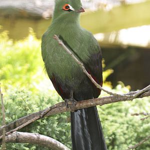 Senegal turaco (Tauraco persa buffoni)