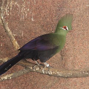 Green Turaco (Tauraco persa persa)
