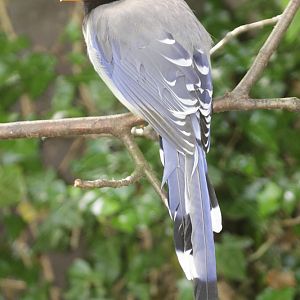Red-billed Blue Magpie