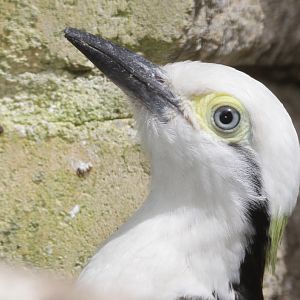White woodpecker (Melanerpes candidus)