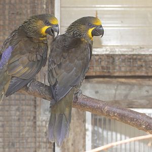 Brown Lorys (Chalcopsitta duivenbodei)