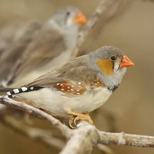 Timor Zebra Finch (Taeniopygia guttata)