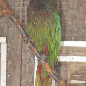 Yellow-streaked lory (Chalcopsitta scintillata)