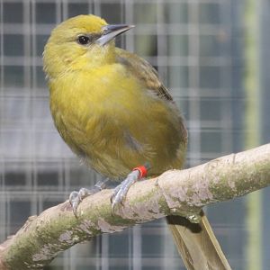 Montserrat Oriole (Icterus oberi) female