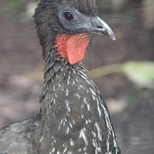 Crested Guan (Penelope purpurascens)