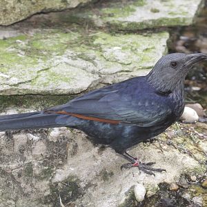 Red-winged Starling (Onychognathus morio) female