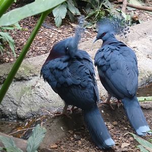 Victoria Crowned Pigeon 23.6.13