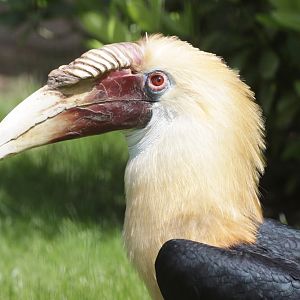 Papuan Wreathed Hornbill (Rhyticeros plicatus) male
