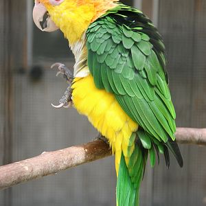 Yellow-thighed Caique (Pionites leucogaster xanthomeria)