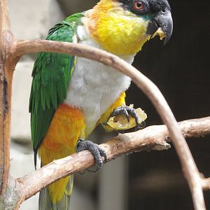 Black-headed Caique (Pionites melanocephala)