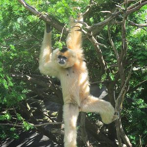 Buff Cheeked Gibbon