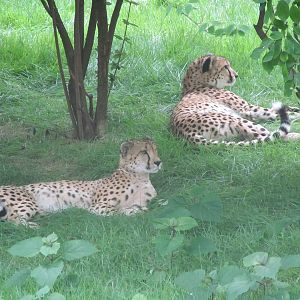 Cheetahs(in new exhibit)