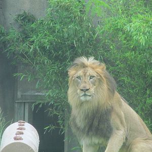 John, the African Lion