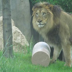 John, the African Lion