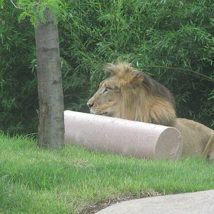 John, the African Lion