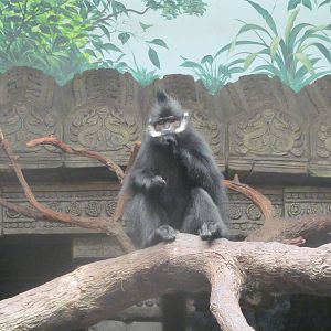 Francois Langur