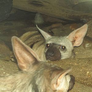 Aardwolf
