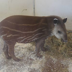 Bonita the Brazilian Tapir - 30/6/13