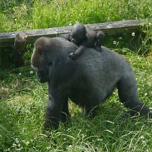 Ozala and Lope - 30/6/13